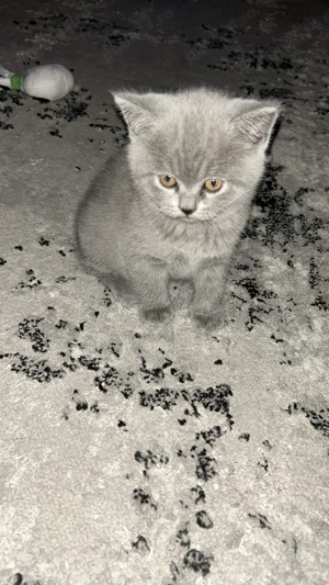 Vând pisici British  - imagine 5