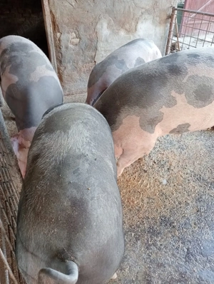 Porci de vânzare 