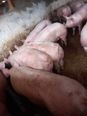 Vand porci pentru craciun  - imagine 5