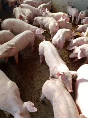 Vand purcei de carne  - imagine 2