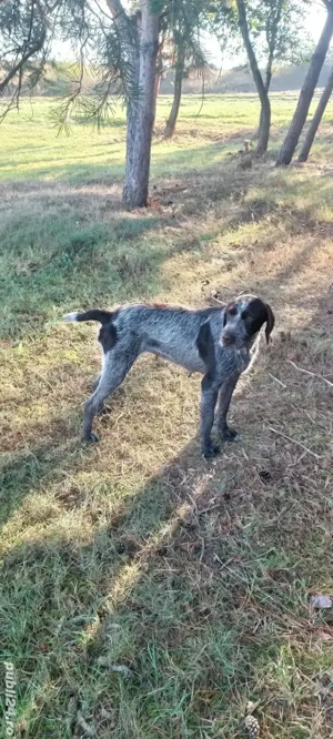 Vând brac german  - imagine 2 Vând brac german  - imagine 2