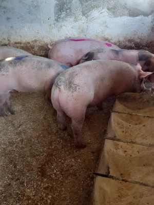 Vand porci de carne mari - imagine 2
