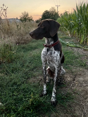 Brac german cu păr scurt  - imagine 3