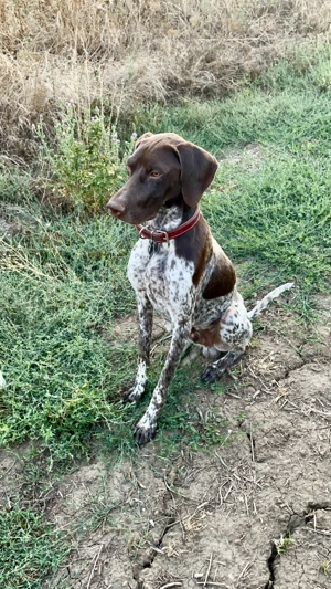 Brac german cu păr scurt  - imagine 2