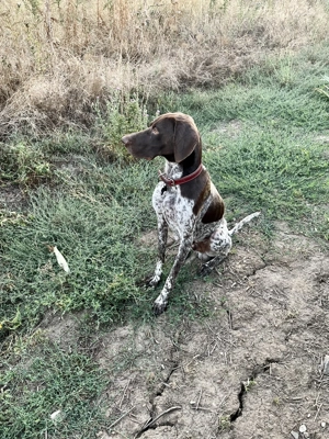 Brac german cu păr scurt  - imagine 5