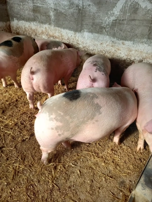 Vand porci de carne - imagine 2