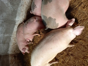 Vand porci mari - imagine 5