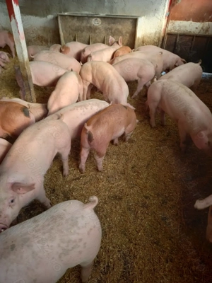 Purcei de carne - imagine 2 Purcei de carne - imagine 2