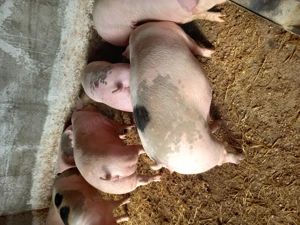 Vand porci pentru Craciun  - imagine 3 Vand porci pentru Craciun  - imagine 3