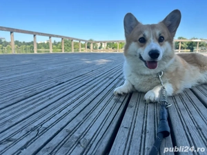 vand corgi  - imagine 2 vand corgi  - imagine 2