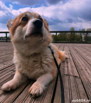 vand corgi  - imagine 3 vand corgi  - imagine 3