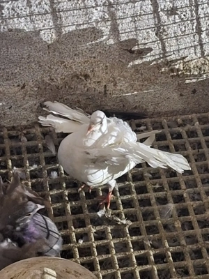 Porumbei rotați voltați  - imagine 2