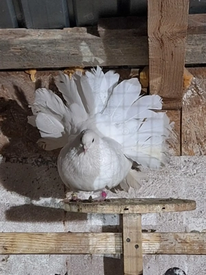 Porumbei rotați voltați 