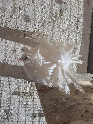 Porumbei rotați voltați  - imagine 4