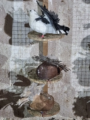 Porumbei rotați voltați  - imagine 3