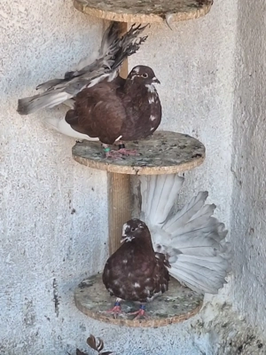 Porumbei curcani rotati - imagine 3