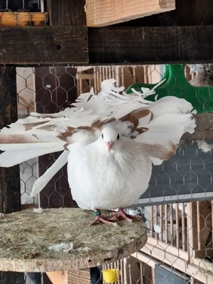 Porumbei curcani rotati - imagine 2