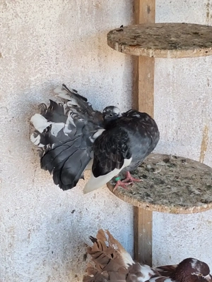 Porumbei curcani rotati - imagine 5