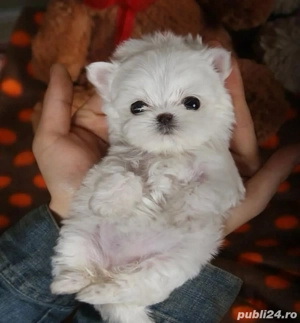 Bichon maltez mini toy - imagine 2 Bichon maltez mini toy - imagine 2