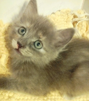 Blue Belle,  printesa albastra Scottish Straight, cauta casuta - imagine 2