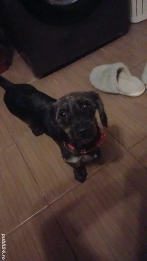 Techeli sarmosi - imagine 2