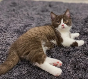 Pui british shorthair chocolate si british shorthair lilac - imagine 2