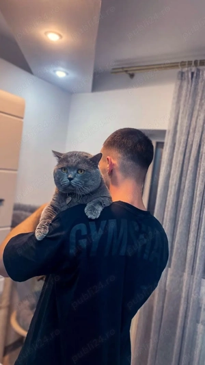 Pui british shorthair chocolate si british shorthair lilac - imagine 3