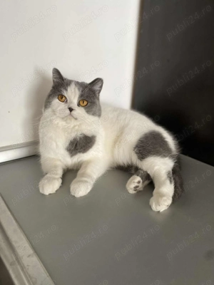 Pisică british shorthair pui - imagine 3