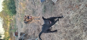 Caine pentru paza - imagine 2