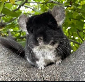 Pui de chinchilla cincila șinșila chinchils