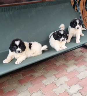 Ciobănesc de Bucovina 