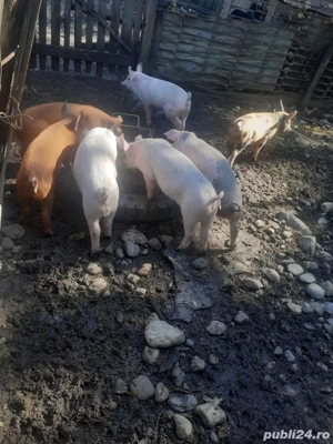 vand purcei  - imagine 2 vand purcei  - imagine 2