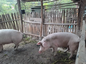 Vând porci landras - imagine 2