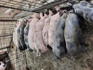 Vanzare grasuni 40-50 kg