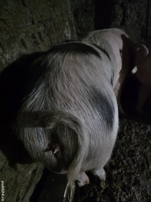 scroafa de vanzare - imagine 2 scroafa de vanzare - imagine 2