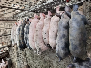 Vanzare grasuni 40-50 kg - imagine 2