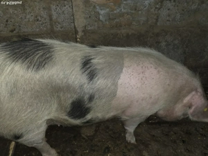 scroafa de vanzare - imagine 3 scroafa de vanzare - imagine 3