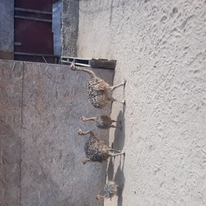 Vând pui de struț african - imagine 2 Vând pui de struț african - imagine 2