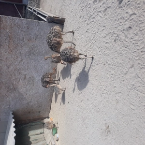 Vând pui de struț african