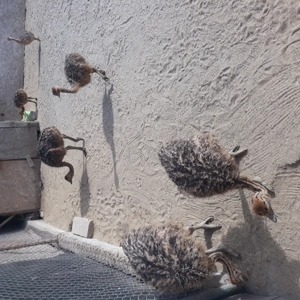 Vând pui de struț african - imagine 4 Vând pui de struț african - imagine 4