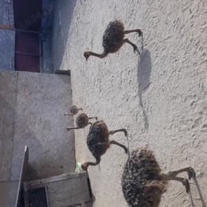 Vând pui de struț african - imagine 3 Vând pui de struț african - imagine 3