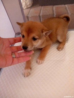 shiba inu - imagine 2