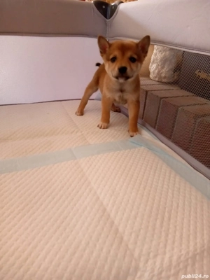 shiba inu