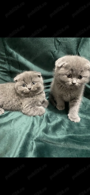 Scotish fold de vânzare 