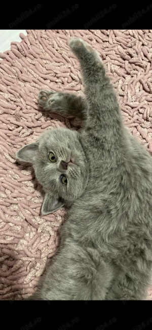 Pisoiasi scotish fold - imagine 4