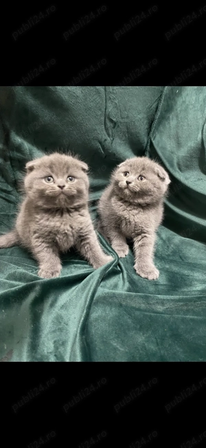 Scotish fold de vânzare  - imagine 2