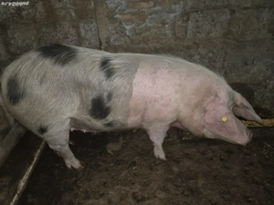 scroafa de vanzare - imagine 4 scroafa de vanzare - imagine 4