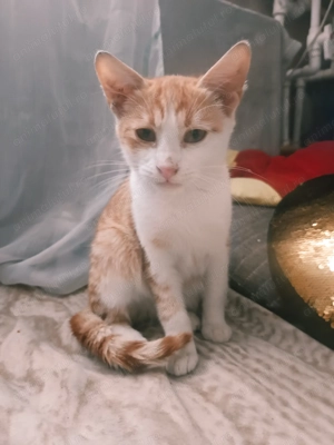 Donez motănel cuminte  - imagine 4 Donez motănel cuminte  - imagine 4