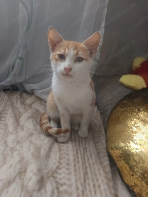 Donez motănel cuminte  - imagine 2 Donez motănel cuminte  - imagine 2