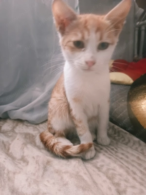 Donez motănel cuminte  - imagine 5 Donez motănel cuminte  - imagine 5